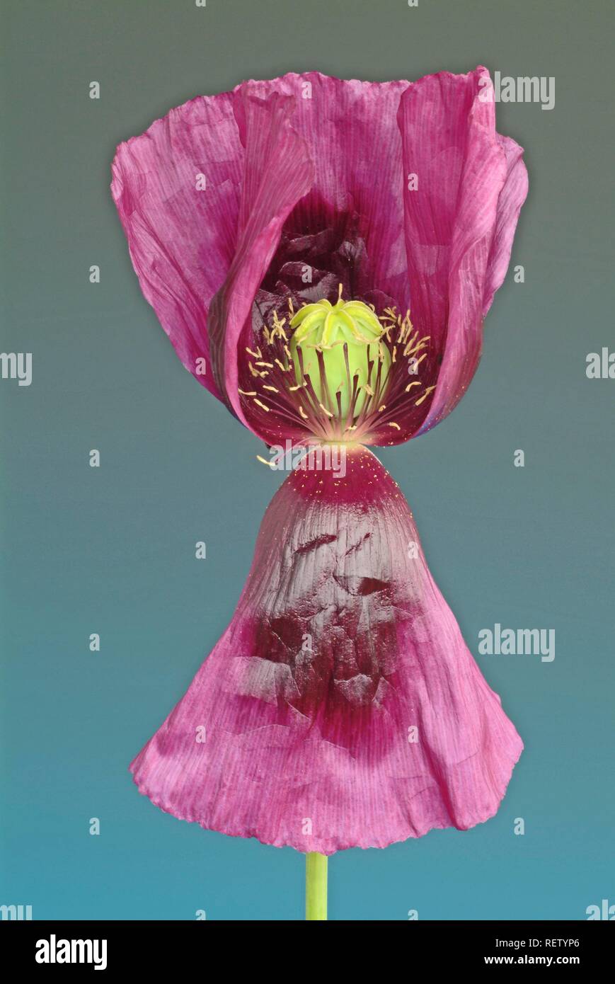 Schlafmohn (Papaver somniferum v. nigrum), Blume, Heilpflanze, Rauschmittel Stockfoto
