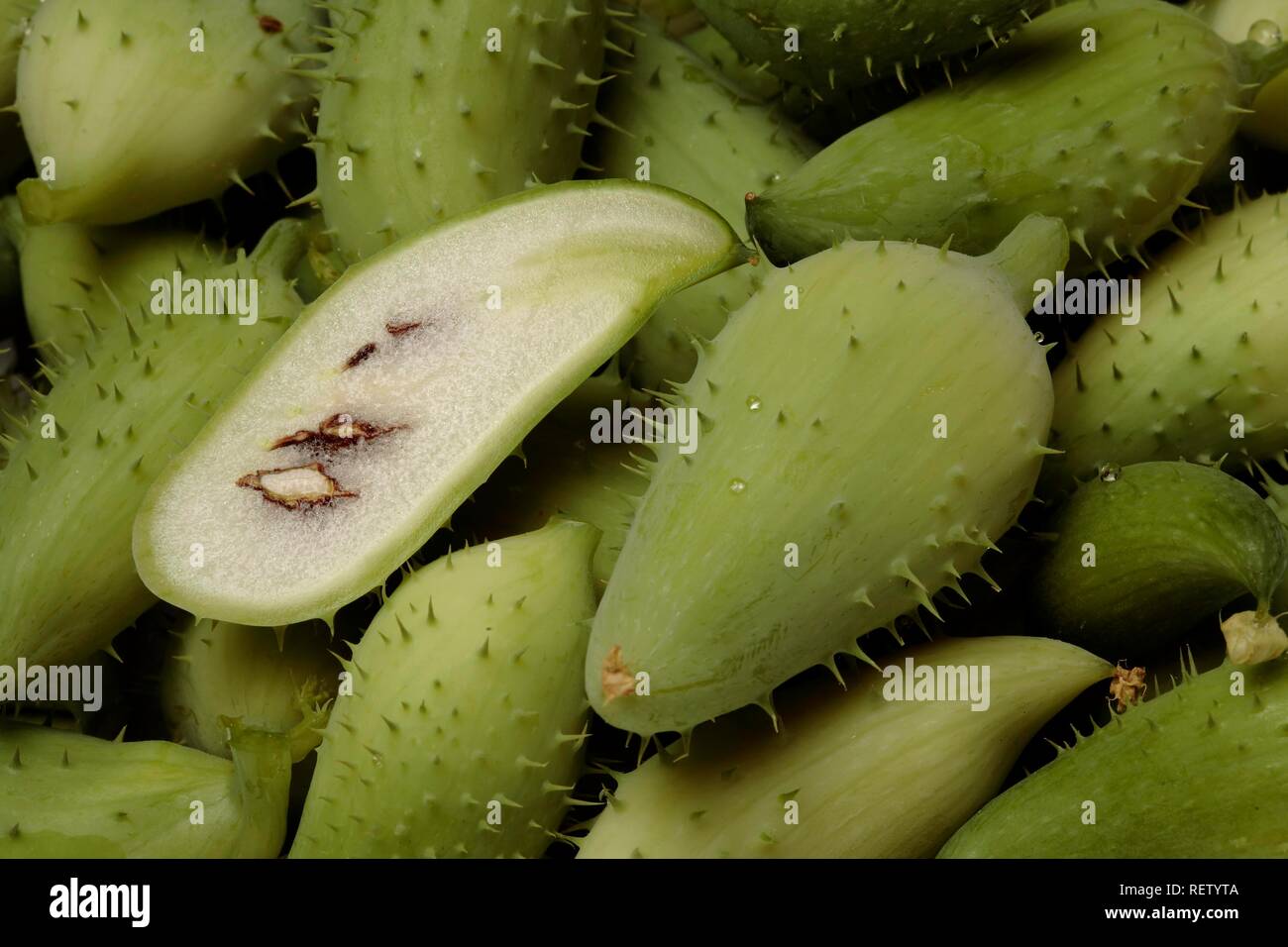 (Cyclanthera Caygua felimida), Gemüse- und Heilpflanzen Stockfoto