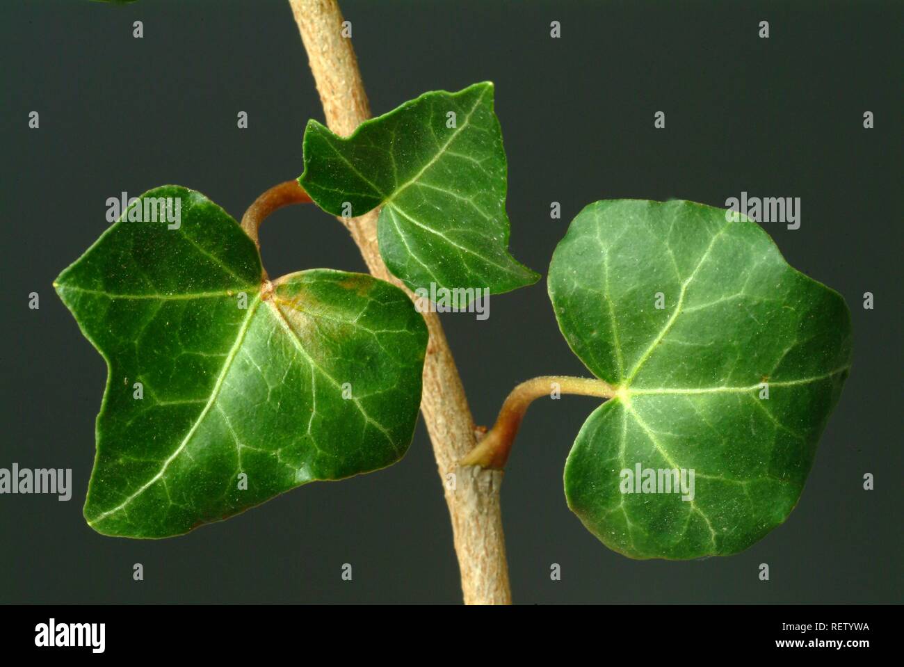 Efeu (Hedera helix), Heilpflanzen Stockfoto