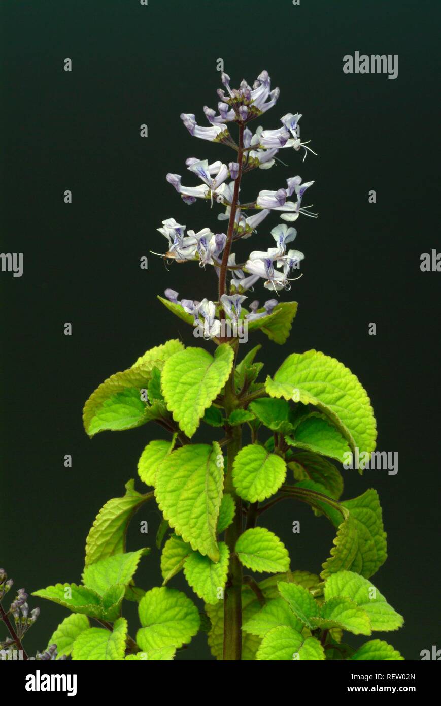 Spurflowers (Plectranthus zuluensis), Heilpflanzen Stockfoto
