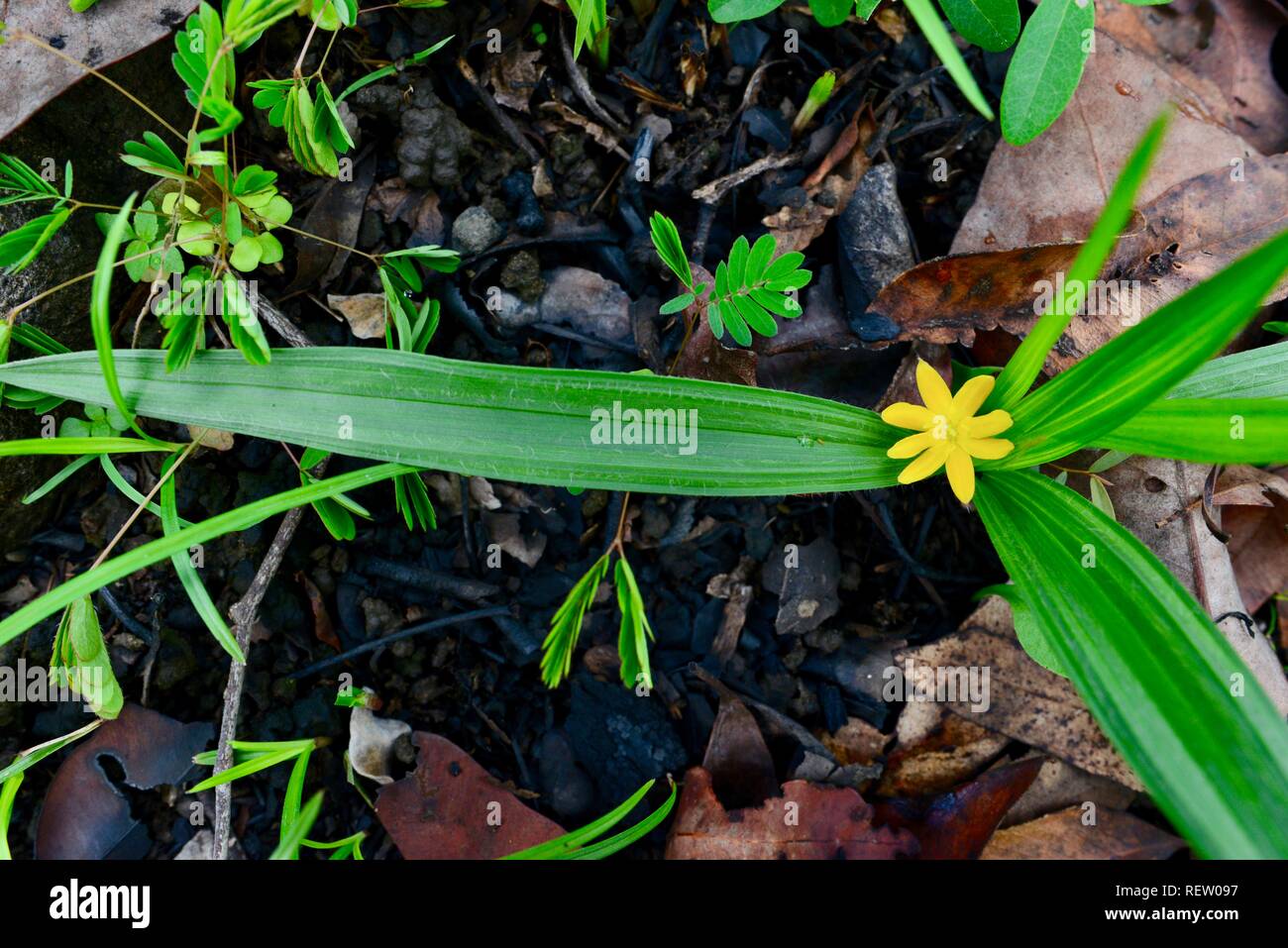 Gelbe Blume in Nachwachsen der Unterwuchs nach einem Buschfeuer, Mia Mia State Forest, Queensland, Australien Stockfoto