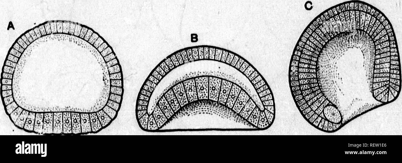 . Ein Lehrbuch der vergleichenden Physiologie [microform]: für Studierende und Praktiker der vergleichenden (Veterinärwesen) Medizin. Physiologie, Vergleichende ; tierärztliche Physiologie; Physiologie; Physiologie comparée vétérinaire. Als COMI" ARATTVE PHYSIOLOGIE. Segmentierung als auch für alle, die schon in dieser frühen Phase sind die Unterschiede in den Modus der Seg zu beachten, die Umsetzung, die erfolgreich bestimmte Gruppen von Ani-mals charakterisieren, aber in allen gibt es Segmentierung, und dass Segmentierung ist rhythmisch. Segmentierungsergebnisse in der Bildung einer mehrzelligen Aggregation, das früher oder l Stockfoto