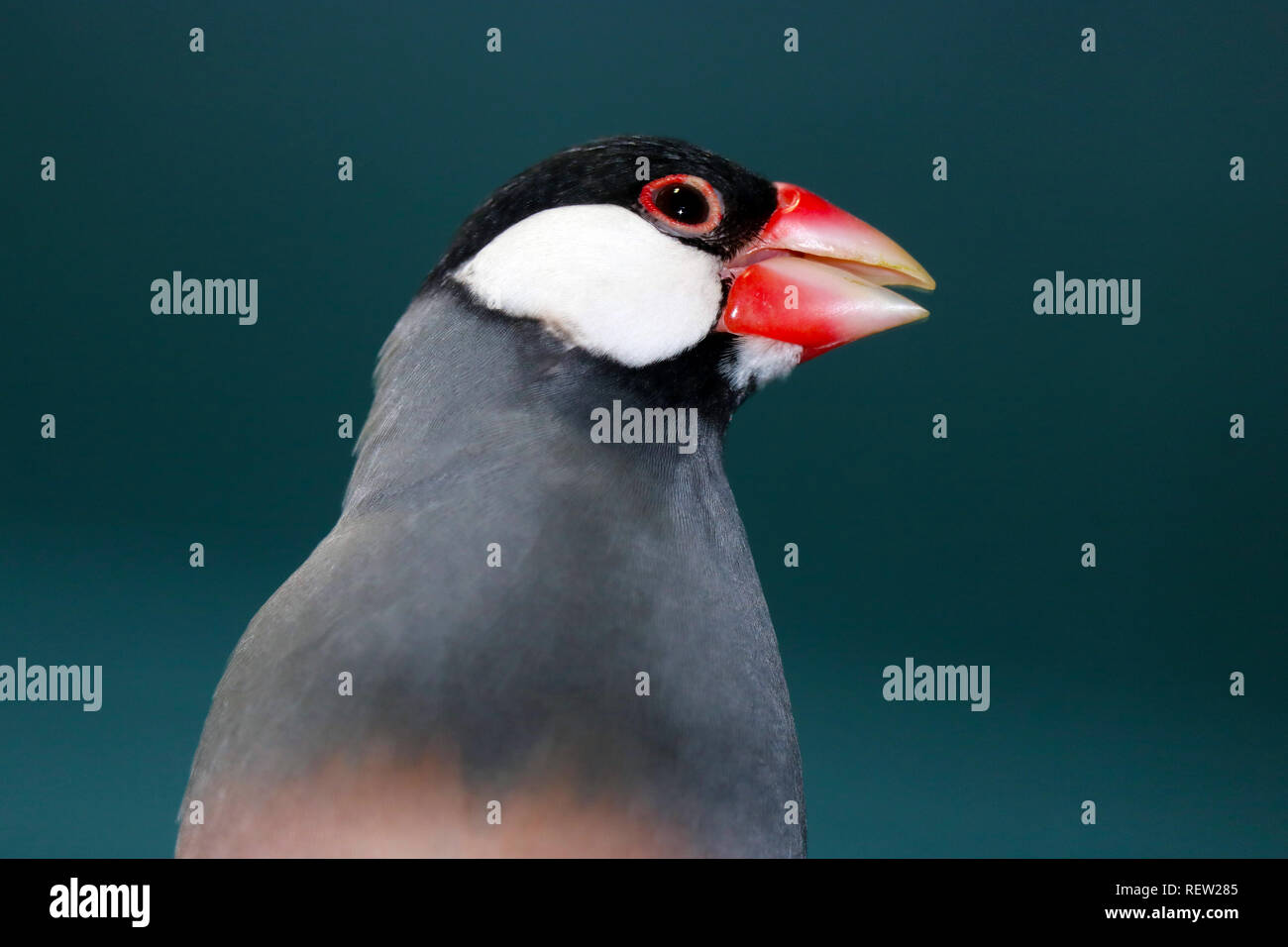 Kopf einer Zwitschernden java Sparrow (padda oryzivora) vor einem dunklen bläulich grauen Hintergrund Stockfoto