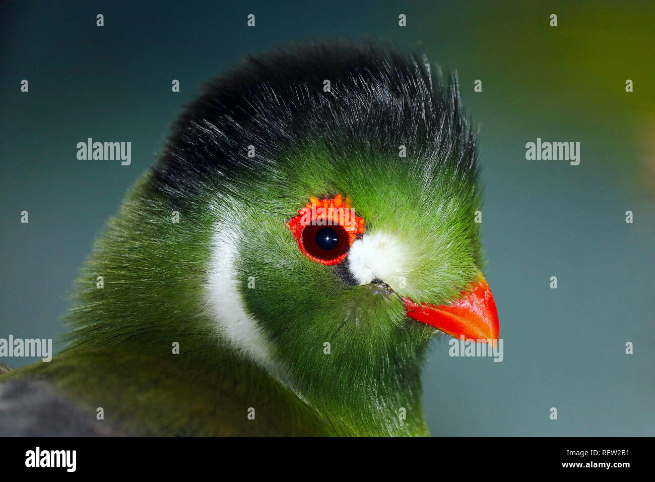 Grün gefärbten Kopf eines weißen ist turaco (tauraco leucotis) mit einem orangefarbenen Schnabel und Augen Ring Stockfoto