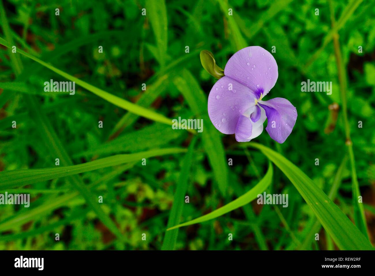 Lila Blüte Lobelia Arten in Nachwachsen der Unterwuchs nach einem Buschfeuer, Mia Mia State Forest, Queensland, Australien Stockfoto