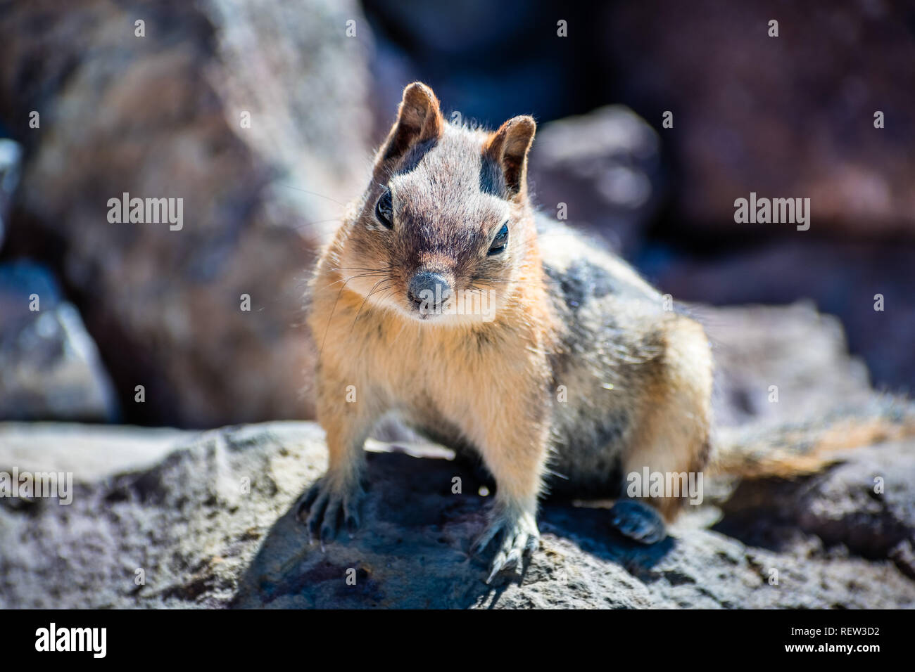 Frontalansicht des niedlichen Chipmunk, Lassen Volcanic Park National Park, Northern California Stockfoto