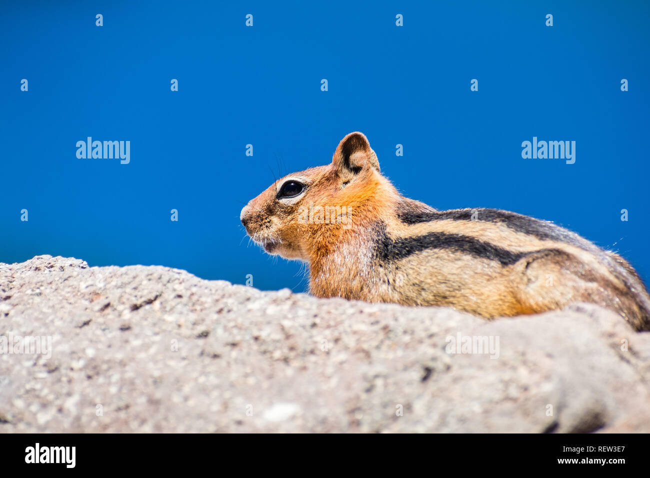 Profil anzeigen von niedlichen Eichhörnchen auf einem Felsen in den Lassen Volcanic Park National Park, Northern California Stockfoto
