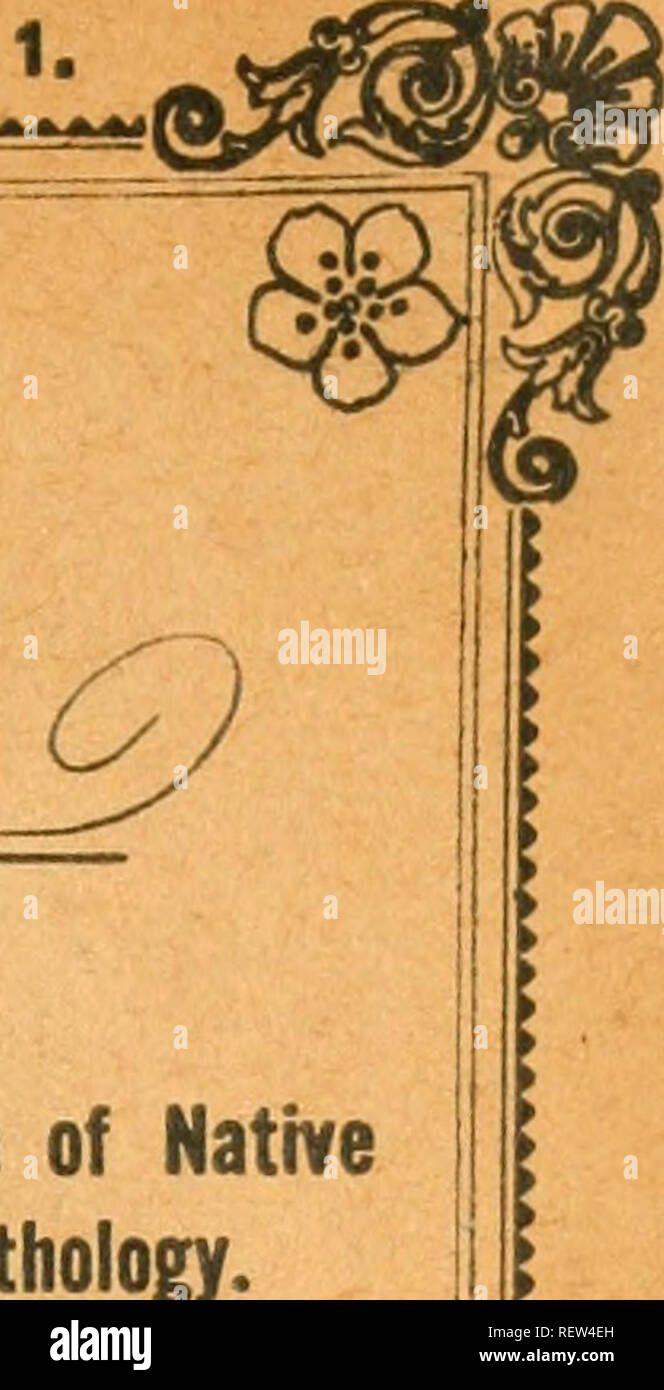 . Die Wwu: offizielles Organ des Australasian Ornithologists' Union. Ornithologie; Vögel. Vol. XVII. Juli, 1917. [Teil 1. Die Emu? -5^1^^^ - eine vierteljährliche Zeitschrift der Studie und den Schutz der einheimischen Vögel zu popularisieren und aufzeichnen Ergebnisse der wissenschaftlichen Forschung in der Ornithologie. Oicial Organ der Fsme ROYAL AUSTRALASIAN Ornithologists' Union. Bitte beachten Sie, dass diese Bilder sind von der gescannten Seite Bilder, die digital für die Lesbarkeit verbessert haben mögen - Färbung und Aussehen dieser Abbildungen können nicht perfekt dem Original ähneln. extrahiert. Royal Australasian Ornithologists' Un Stockfoto