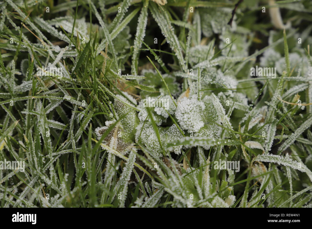 Frost auf dem Gras und Pflanzen in meinem Garten Stockfoto