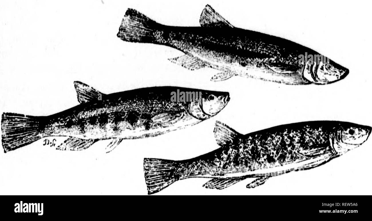 . Frank Förster Fisch und Fischerei der Vereinigten Staaten und des Britischen Provinzen Nordamerika [microform]. Fische; Angeln; Poissons; Pêche sportive. w 176 amerikanische FISHEB. Die Abdominal- MALAOOPTERYOII. CrPRINIDiF.. Elritzen. Hydrargyra; Auctorum. Die?. Richtige lmnow Europas, Cyprinus Phoxinus, LeuciscuSy^b unknowa zu den Gewässern von Nordamerika, sondern als sein Äquivalent, Ende analog zu es, wir haben unzählige Arten der Hydrar - gyrUy oder Amerikanische Elritze; die im allgemeinen Aussehen, Gewohnheiten und quält, sind fast gleichgestellt werden der Europäischen Fisch. Seine Nahrung besteht aus Wasserpflanzen, sm Stockfoto