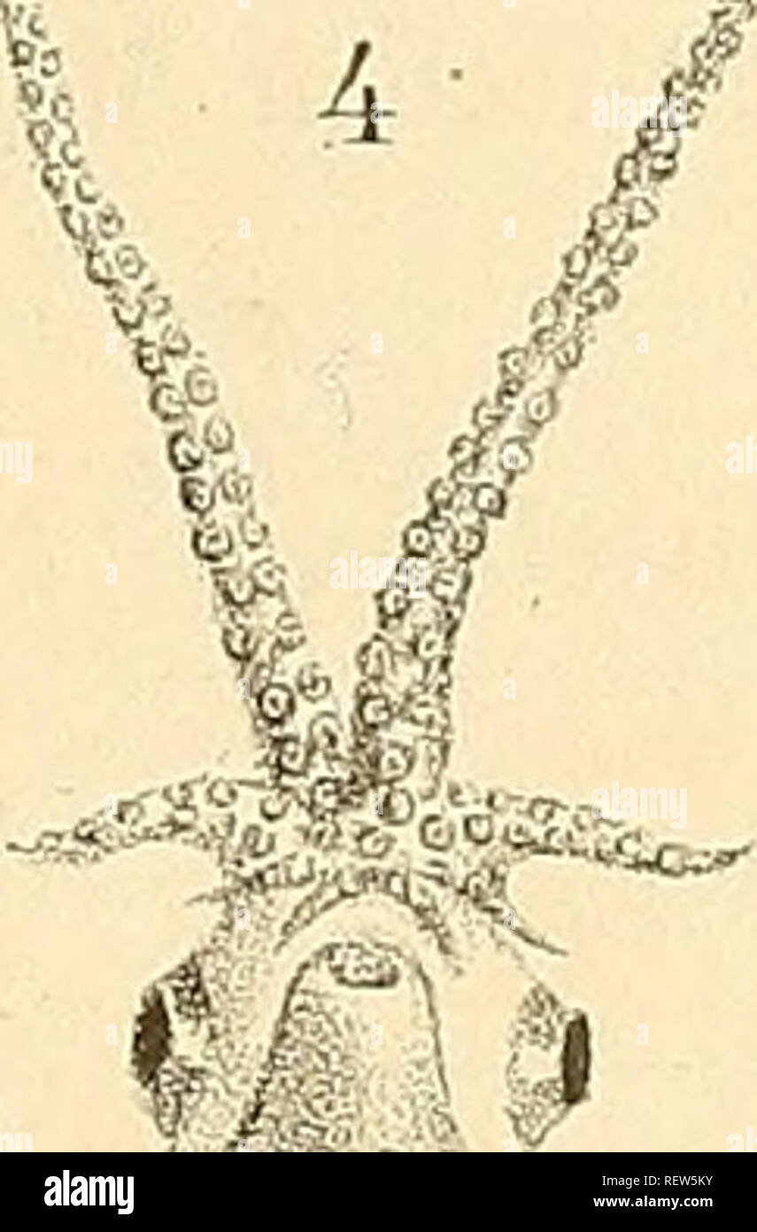 . Dr. H.G. Bronn von Klassen und Ordnungen der Weichthiere (Malacozoa): wissenschaftlich dargestellt in Wort und Bild; Kopftragende Weichthiere (Malacozoa cephalophora). Cephalopoda; Muscheln. "^M M * $ â: '.',. &Gt;', £? Litli. Anst.-v: Ct Hohig, Göttingen. Bitte beachten Sie, dass diese Bilder sind von der gescannten Seite Bilder, die digital für die Lesbarkeit verbessert haben mögen - Färbung und Aussehen dieser Abbildungen können nicht perfekt dem Original ähneln. extrahiert. Keferstein, Wilhelm Moritz, 1833-1870. Leipzig: C.F. Winter Stockfoto