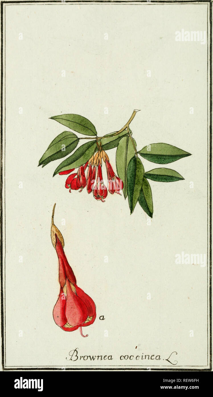 . Dreyhundert auserlesene amerikanische Gewchse / linneischer Ordnung