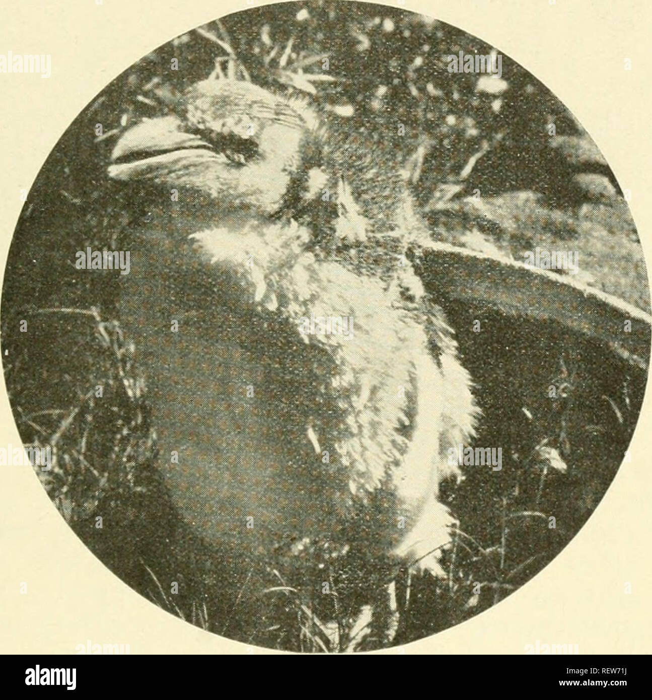 . Die Wwu: offizielles Organ des Australasian Ornithologists' Union. Ornithologie; Vögel. ^ "'j^^" fj ^-] Stray Federn. 57 bei 2.220 Fuß, einer großen Ewu {Dromaius novce - hollandicB) ging würdevoll Vergangenheit der Partei, in einem Abstand von 30 bis 40 Yards. Es zeigte sich kein Alarm, und in das Holz gleichzeitig Stetig verschwunden, ohne Hast, ohne große. Hier Whistlers {Pachycephala), Drosseln [Colluricincla Harmonika), und Wonga-Wonga Tauben [Leucosarcia picata) dominiert der Vogel Chorus. {Lyre-Birds victorice Menura) wurden Gemeinsame in allen Rinnen.-R. H. Croll. Camberwell, 25/5/16. Die Mauser der Crested Stockfoto