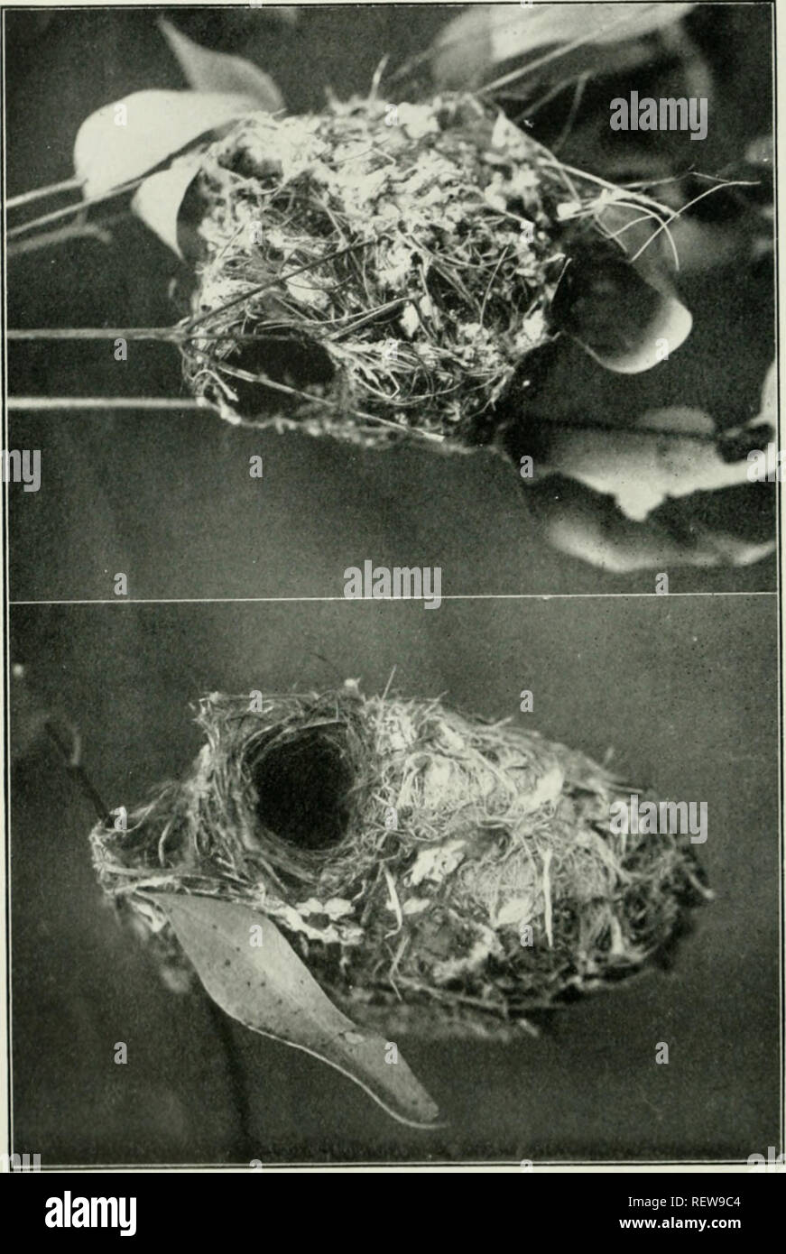 . Der Ewu. Vögel - Zeitschriften; Vögel - Australasien Zeitschriften. Die EMU, Vol XXli. Platte LXXVI.. Â^o3 T3. S111-SS0)"^^. Bitte beachten Sie, dass diese Bilder sind von der gescannten Seite Bilder, die digital für die Lesbarkeit verbessert haben mögen - Färbung und Aussehen dieser Abbildungen können nicht perfekt dem Original ähneln. extrahiert. Australasian Ornithologists' Union; Royal Australasian Ornithologists' Union. Melbourne: Australasian Ornithologists' Union Stockfoto