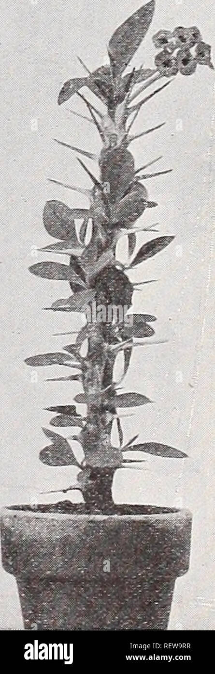 Panaschiertes liliengras -Fotos und -Bildmaterial in hoher Auflösung – Alamy