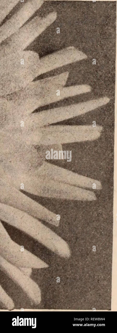 . Dreer der Großhandel Preisliste/Henry A. Dreer.. Baumschule Katalog. Anzeigen DAHLIE PRINZESSIN VICTORIA riesigen Kakteen. CACTUS DAHLIEN RHEINKONIG Rhelnlscher Frohsinn. RIvalln. Cactus Roland von Berlin. Cactus Rose-Pink Jahrhundert. Single Scarlet Jahrhundert. Single Schneekonigln. Cactus Sequoia. Kaktus Sherlock. Cactus Sig. Rosa Esengrini. Collerette Snowclad. Pompon Souvenir de Chabanne. Collerette Souvenir de Gustave Doazon. Dekorativ. Stabilität. Cactus Standartenträger. Kaktus -. St. George. Single Stormer. Cactus Tüv-Krone. Kaktus. . Erfolg. Kaktus Sylvia. Dekorative.... Die Thais. Cactus Thos. Ob Stockfoto