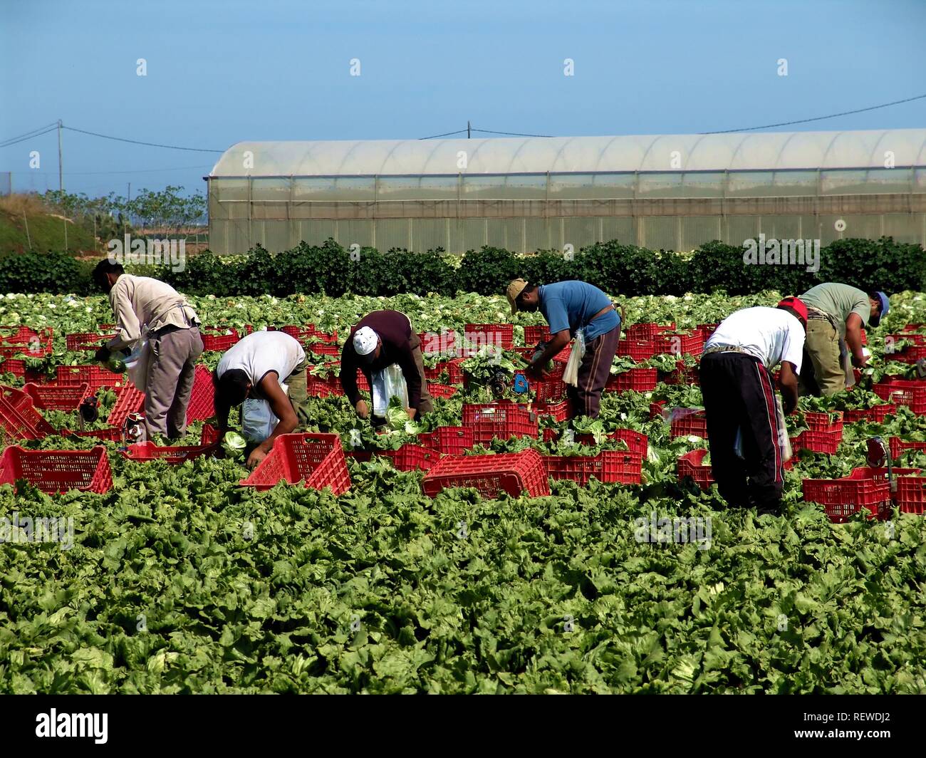 Eine Gruppe von landwirtschaftlichen Arbeitskräften in einem Feld, Kopfsalat Kommissionierung, ein Gewächshaus im Hintergrund sichtbar ist. Stockfoto
