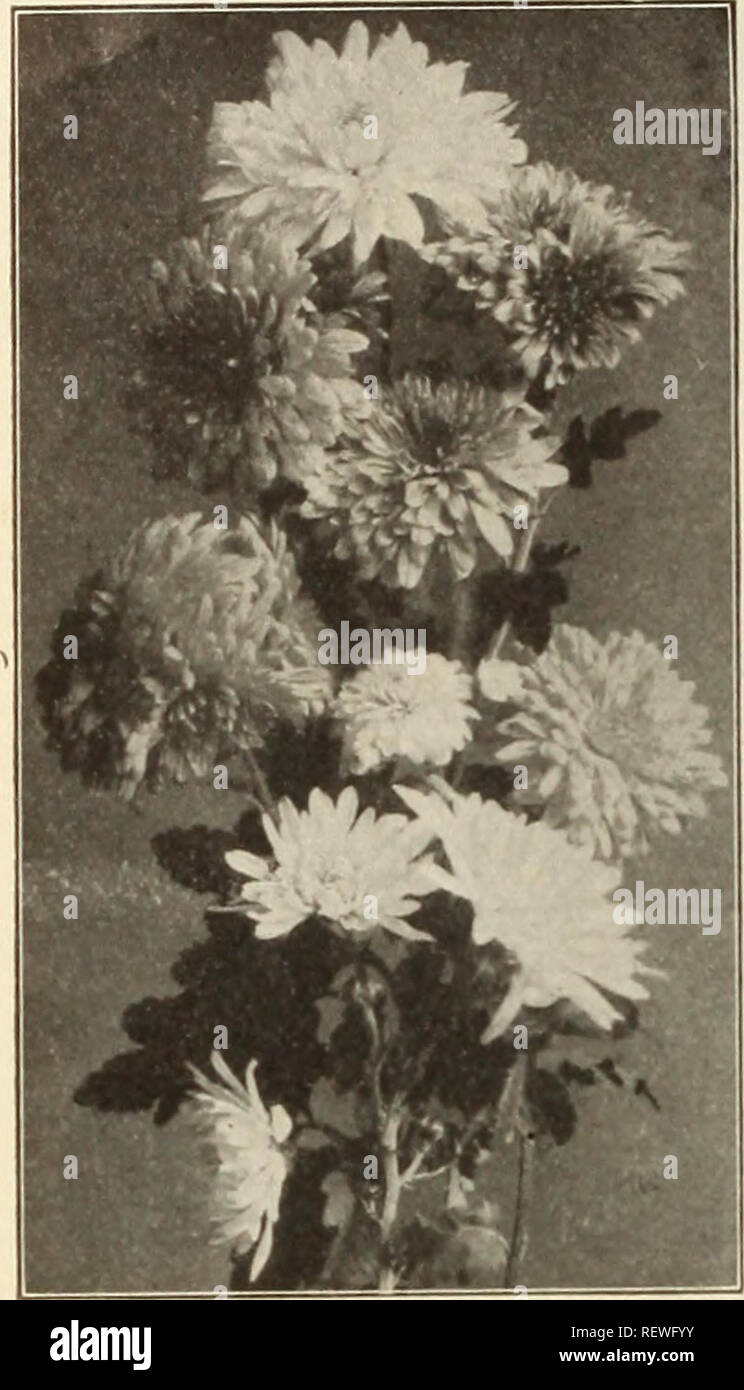 . Dreer der Großhandelspreis Liste der Samen, Pflanzen, Lampen, etc. Leuchtmittel (Pflanzen) Kataloge; Blumen Samen Samen Kataloge Kataloge; Gemüse; Baumschulen (Gartenbau) Kataloge; Gartengeräte und Zubehör Kataloge. 52 HENRY A. DREER, Philadelphia, Pa., GROSSHANDEL PREIS LISTE. Hardy Pompon Chrysanthemen. Pettilant. Weich cremig-Schwefel. Präsident. Reich violett-Crimson. Rhode. Zart rosa. Koslnante. Blush rose. Rufus. Crimson - Kastanienbraun. Sir Michael. Zitronengelb. Strathmeath. Rosy pink. St. Illoria. Silberne Rose, bequillte Blütenblätter. Soeur Melanle. Reines Weiß. Sonnenschein. Helle trolden Gelb. Die Nabe. Stockfoto