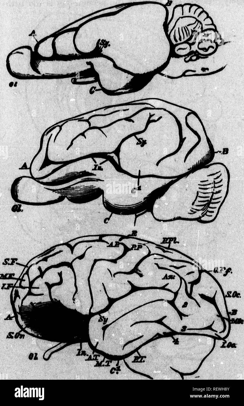 Ein Lehrbuch Der Vergleichenden Physiologie Microform Fur Studierende Und Praktiker Der Vergleichenden Veterinarwesen Medizin Physiologie Vergleichende Tierarztliche Physiologie Physiologie Physiologie Comparee Veterinaire Olftintorjr
