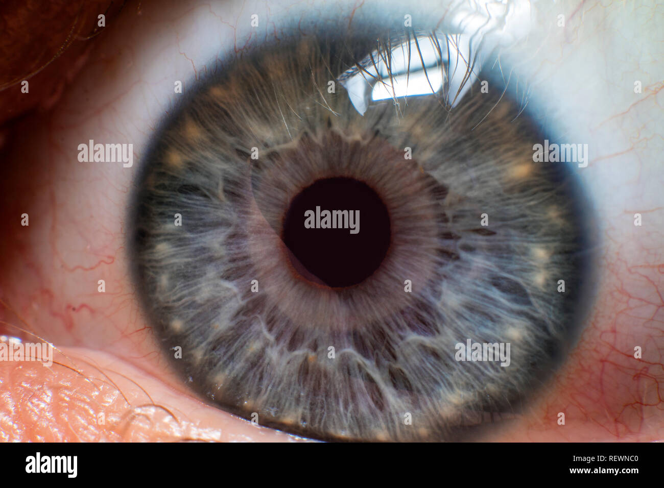 Graue Auge Pupille Nahaufnahme Bild mit Taschenlampe erfasst Stockfoto