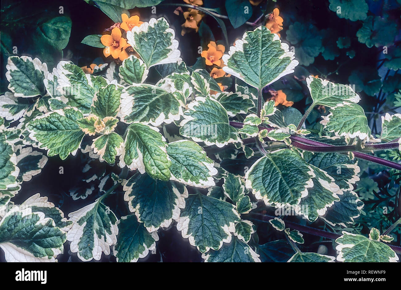 Plectranthus forsteri 'Marginatus' hat grüne Blätter mit weißer scalloped Margen Gute trailing Anlage für blumenampeln Blumenkästen etc. Stockfoto