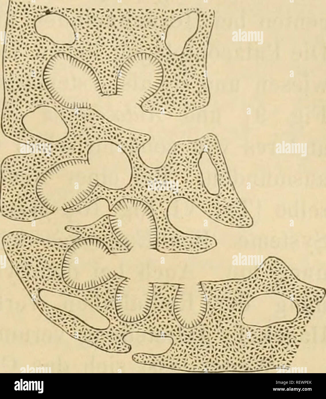 . Dr. H.G. Bronn von Klassen und Ordnungen des Thier-Reichs: wissenschaftlich dargestellt in Wort und Bild. Zoologie. Anatomie. 131. Mau glaube aber uicht^ wetten dass This vier Typeu ebenso viele scharf getreunten Gruppeu darstelleu. Fiudeu wir doch nirgends scharfe Grenzen in der Natur und gewiss nicht bei Schwämmen. Ein zum zweiten Typus gehöriges Sycon durchläuft das Olynthus-Stadion, ja es ist oft auffallend, wie spät Abb. - "• Forst sterben Radialtuben auftreten. Ich habe Exemplare von Sijcanäm ciliata H., sterben mehr als 1 mm Länge hatten, in voll-ständige Schnittserien zerlegt, ohne eine Spur von Radi Stockfoto