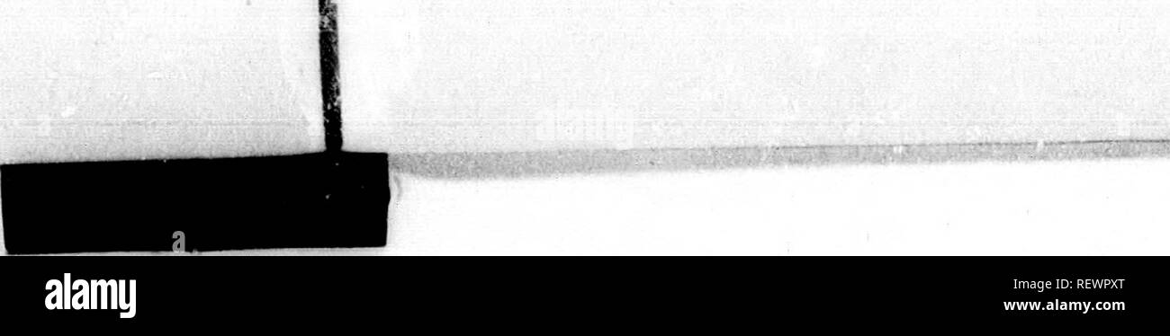 . Einen neuen hundertjährigen Geschichte des US-Bundesstaates Kansas [microform]: wird eine umfassende und vollständige zivilen, politischen und militärischen Geschichte des Staates von seinen frühesten Besiedlung bis in die heutige Zeit. Natural History; Baron. T -!'^. Ich 11*1 w II*' â"'i-i^e ^-^ f9i^v Tkrhitortal HisToar. 85, liis-Siedlung, jd in die Seite an, die könnte mehr Grenzen von Ich und Con-; ras eine Wüste zu ime, und es-s, Städte und die Maps ist wertlos. ging in Für, tiou, Himmel Whigs, die 1 Frage so ooked wie ein Li Der whig de-, y waren allein die Kommunika- für eine lange ate von Massa - ablic opi Ted Stockfoto