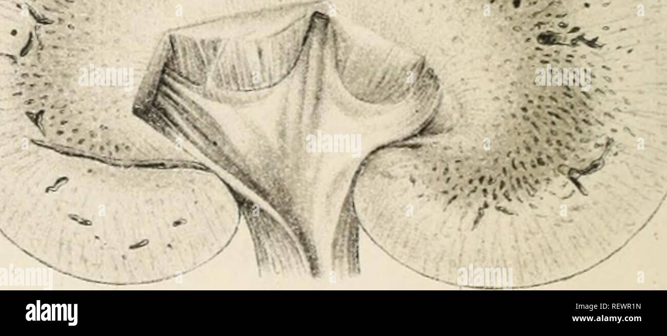 . Dr. H.G. Bronn von Klassen und Ordnungen des Tier-Reichs wissenschaftlich dargestellt in Wort und Bild. Zoologie; Muscheln. 7*" •. GtüeopUhecus*.-^r. gt l, ifW^ Macropus. C I "VVvinter -. Bitte beachten Sie, dass diese Bilder sind von der gescannten Seite Bilder, die digital für die Lesbarkeit verbessert haben mögen - Färbung und Aussehen dieser Abbildungen können nicht perfekt dem Original ähneln. extrahiert. Bronn, H. G. (Heinrich Georg), 1800-1862. Leipzig: Akademische Verlagsgesellschaft, m. a. H. Stockfoto