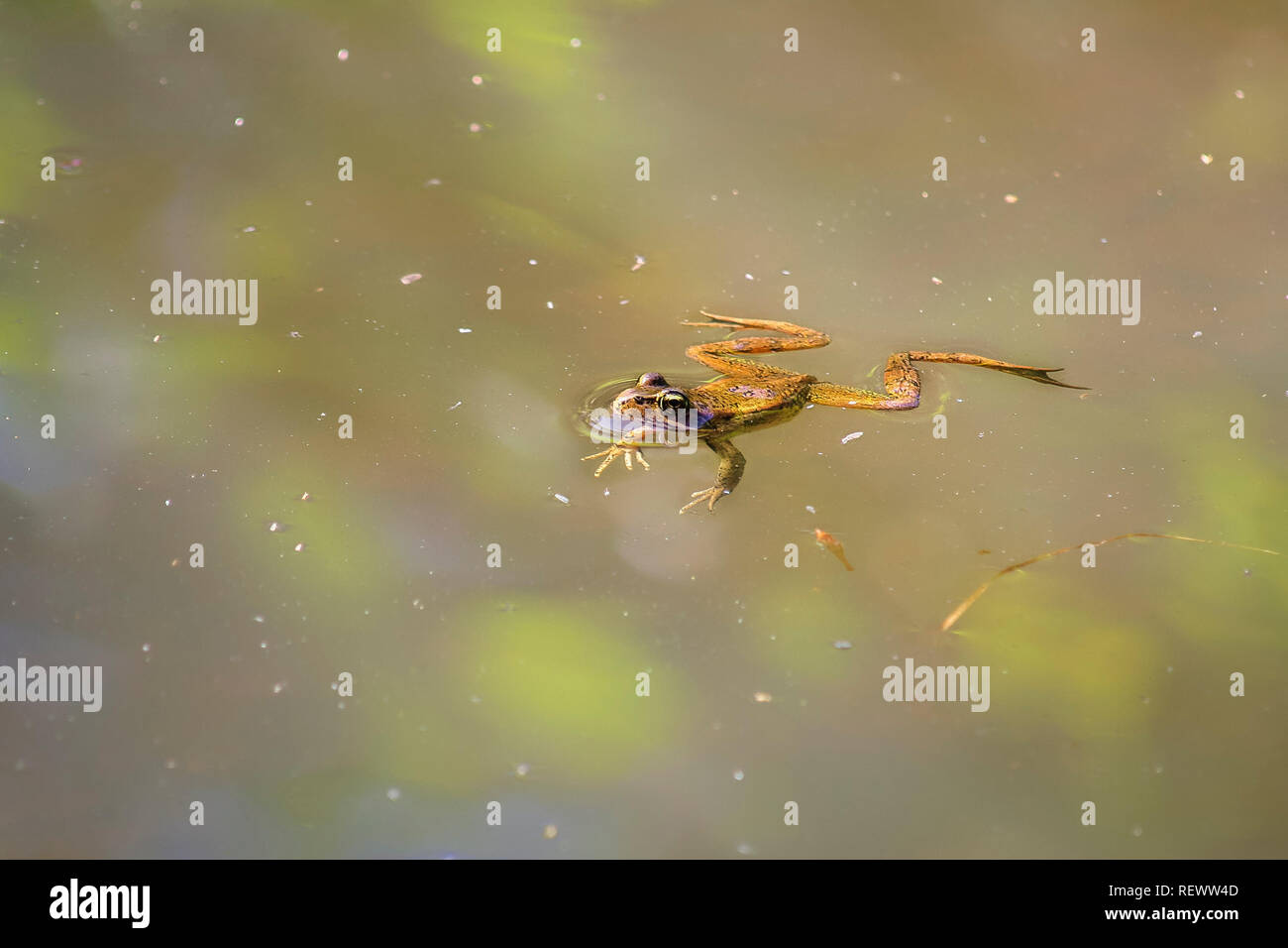 Eine Nördliche red-legged Frog schwimmt langsam auf der Oberfläche eines Teiches, Erstellen von kleinen kreisförmigen Wellen, mit einem prallen Auge im Wasser spiegelt. Stockfoto