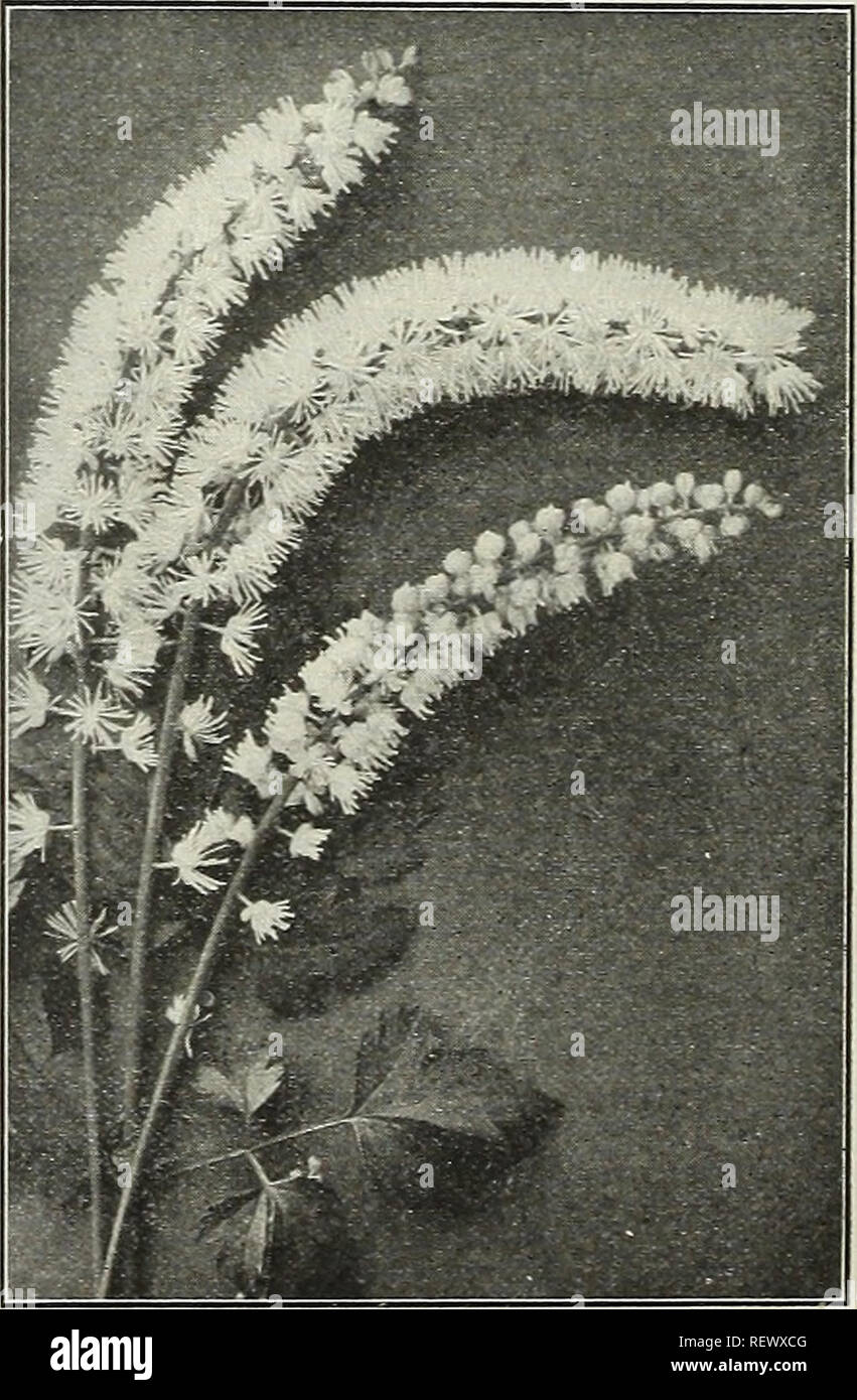 . Dreer der Großhandel Preisliste: blumensamen für Floristen Pflanzen für Floristen Glühlampen für Floristen Düngemittel, Fungizide, Insektizide, Geräten, usw. Die Glühbirnen (Pflanzen) Kataloge; Blumen Samen Samen Kataloge Kataloge; Gemüse; Baumschulen (Gartenbau) Kataloge; Gartengeräte und Zubehör Kataloge. Hardy Pompon Chrysanthemen. Aster = blühenden Art. Fairy Queen. Hell-rosa. Globus d'Or. Zitronengelb mit dunkleren Schattierungen. Julia Lagravere. Reich Granat. Mrs Porter. Helle Bronze. Präsident. Violett crimson. Rufus. Crimson kastanienbraun. x Sir Michael. Zitronen-gelb. Sceur Melanie. Fein Weiß. St. Stockfoto