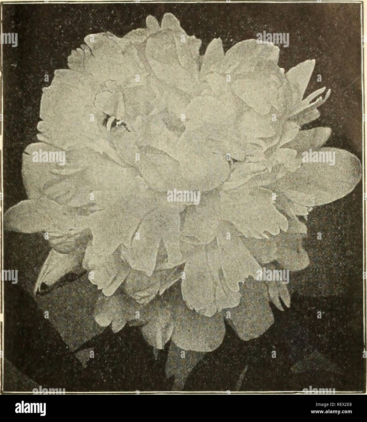 . Dreer der Großhandelspreis Liste der Samen Pflanzen und Blumenzwiebeln für Floristen: Düngemittel, Insektizide, Werkzeuge und Verbrauchsmaterialien. Die Glühbirnen (Pflanzen) Kataloge; Blumen Samen Samen Kataloge Kataloge; Gemüse; Baumschulen (Gartenbau) Kataloge. HENRY A. DREER, Philadelphia, Pa., GROSSHANDEL PREIS LISTE 49 75 0 (1 Hardy Staudenpäonien. Wir bieten eine große Auswahl an unsere eigenen wachsenden, strictlii wahr zu Beschreibungen tioi}. Alle in starken Divisionen mit 3 bis 5 Augen. Pro doz. 100 1000 Andre Lauries. Eine feine tyrian Rose; spät. 81 25 S8 00 75 $ 00 Achille. Mauve, ohangingto Rose weiß getönt. 150 10 00 90 00 Agnes Maria Stockfoto