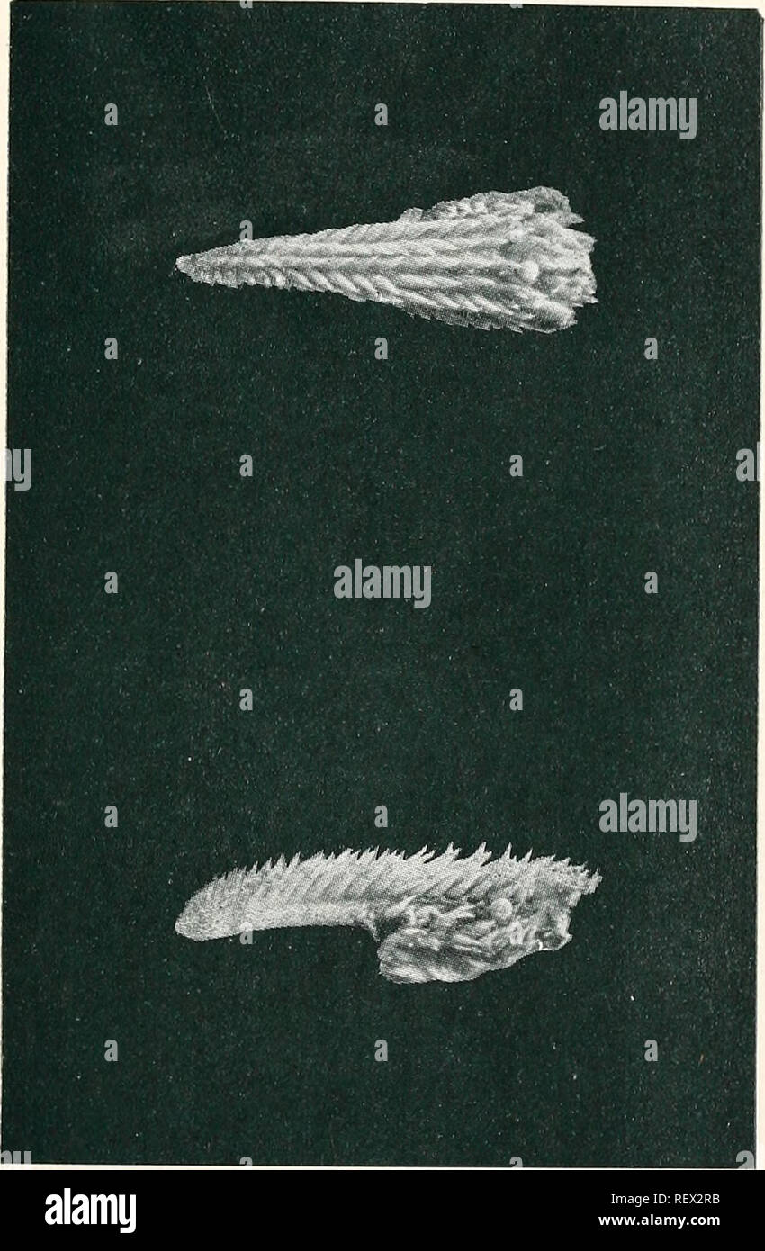 . Der Ewu. Vögel - Zeitschriften; Vögel - Australasien Zeitschriften. Thk WWU, fW. //. Platte III. Zunge (obere und seitliche Ansicht) von tlie Königspinguin.. Bitte beachten Sie, dass diese Bilder sind von der gescannten Seite Bilder, die digital für die Lesbarkeit verbessert haben mögen - Färbung und Aussehen dieser Abbildungen können nicht perfekt dem Original ähneln. extrahiert. Australasian Ornithologists' Union; Royal Australasian Ornithologists' Union. Melbourne: Australasian Ornithologists' Union Stockfoto