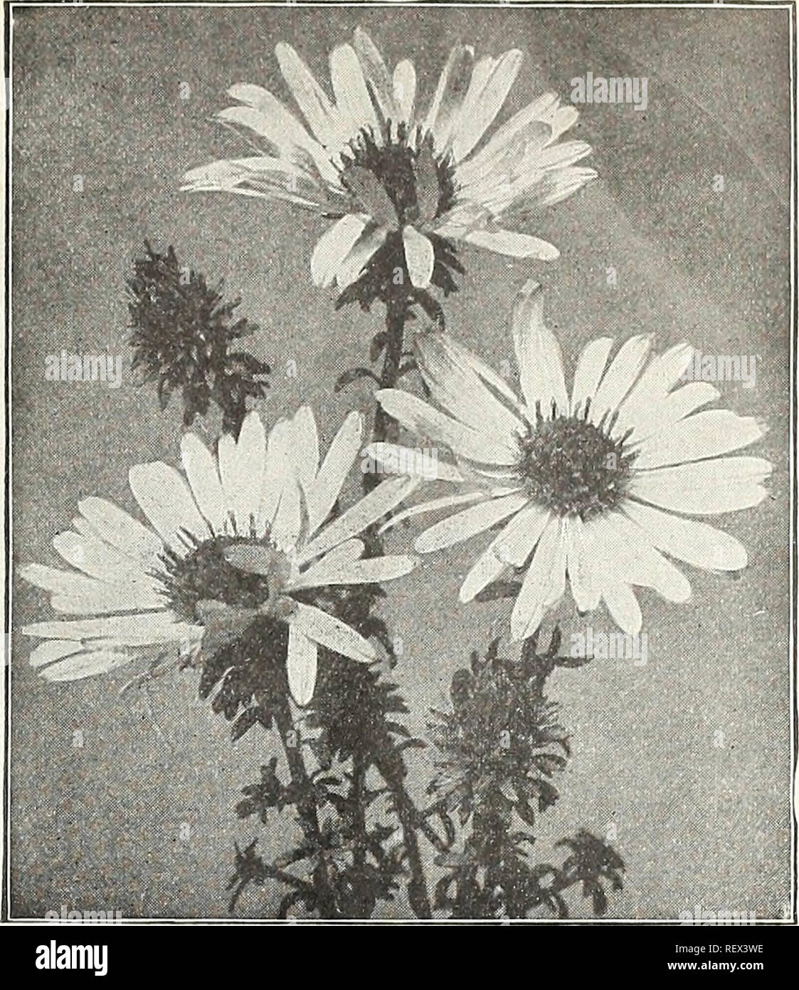 . Dreer der Großhandel Preisliste: Samen für Floristen Pflanzen für Floristen Glühlampen für Floristen Gemüsesaatgut, Fungizide, Düngemittel, Insektizide, Verbrauchsmaterialien usw. Glühlampen (Pflanzen) Kataloge; Blumen Samen Samen Kataloge Kataloge; Gemüse; Baumschulen (Gartenbau) Kataloge; Gartengeräte und Zubehör Kataloge; Garten Werkzeuge Kataloge. AQUILEGIA HELENA. ASTER GRANDIFLORUS spät Hardy Aster Qrandiflorus. Die wertvollste aller hardy Astern, nicht nur wegen seiner großen, dunklen bläulich-violetten Blüten, sondern weil es der Jüngste von allen zu blühen, bis in gutem Zustand Stockfoto