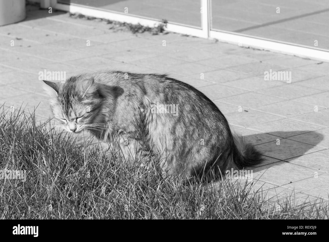 Langhaarige pet von Viehbestand in einen Garten, sibirische Katze. Hypoallergen Tier Stockfoto