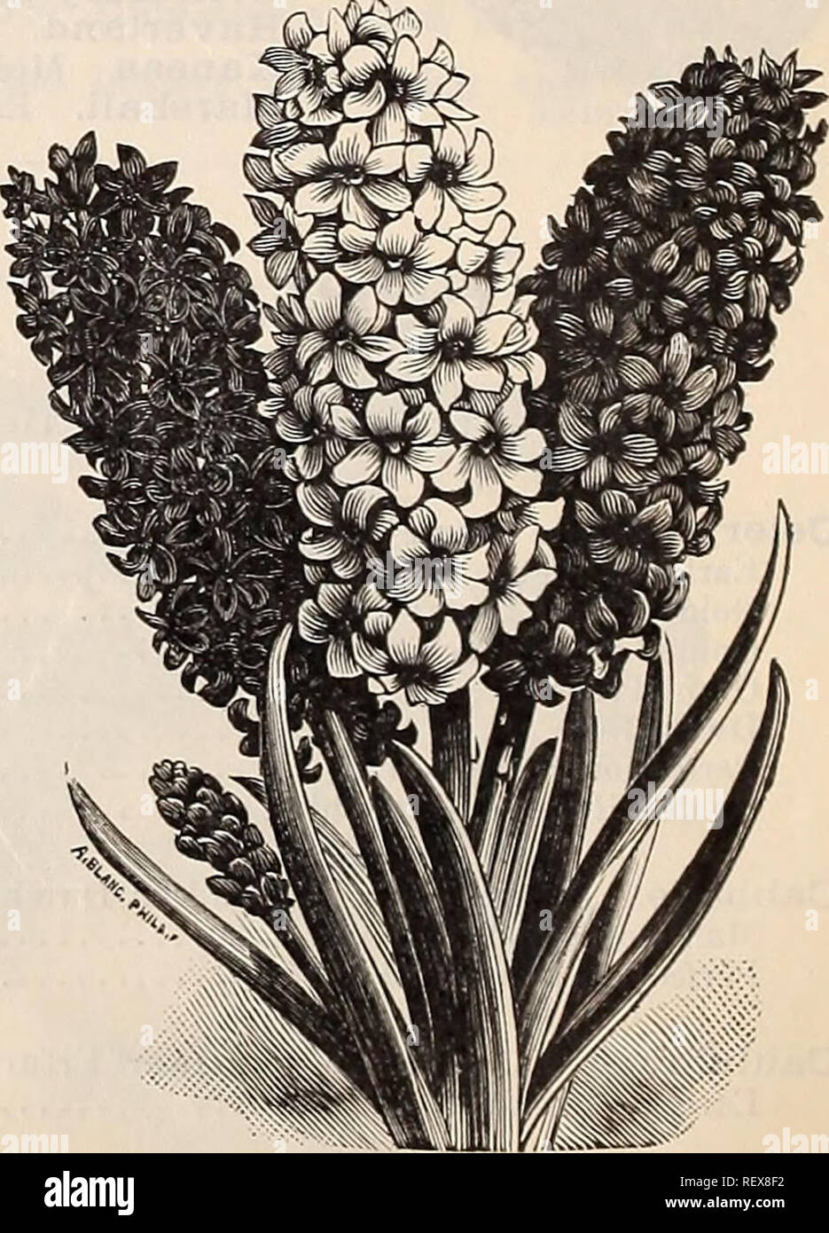 . Dreer der Großhandel Preisliste Sommer Ausgabe Juli bis August 1900: saisonale Blumen- und Gemüsesamen, Düngemittel, Werkzeuge, usw., usw. Die Glühbirnen (Pflanzen) Kataloge; Blumen Samen Samen Kataloge Kataloge; Gemüse; Baumschulen (Gartenbau) Kataloge. Besonderer Hinweis, ah Preise beinhalten die Pflicht, Verpackung und F. O. B. in Philadelphia. Frühen römischen Hyazinthen. Frühen weißen Eoman, ist die Größe der Lampen, die 11 bis 12 C. $ 1 pro 100 pro lOOO ausgewählt" "extra leichte Eose, Dunkle "Bine" Weiß Italienisch, 12. bis 15. c. 13 bis 15 C. 12 bis 15 C. 12 bis 15 C. 12 bis 15 C. 12 bis 15 C. $ 13 00 17 00 22 00 13 CO 13 00 15 00 16 0 Stockfoto