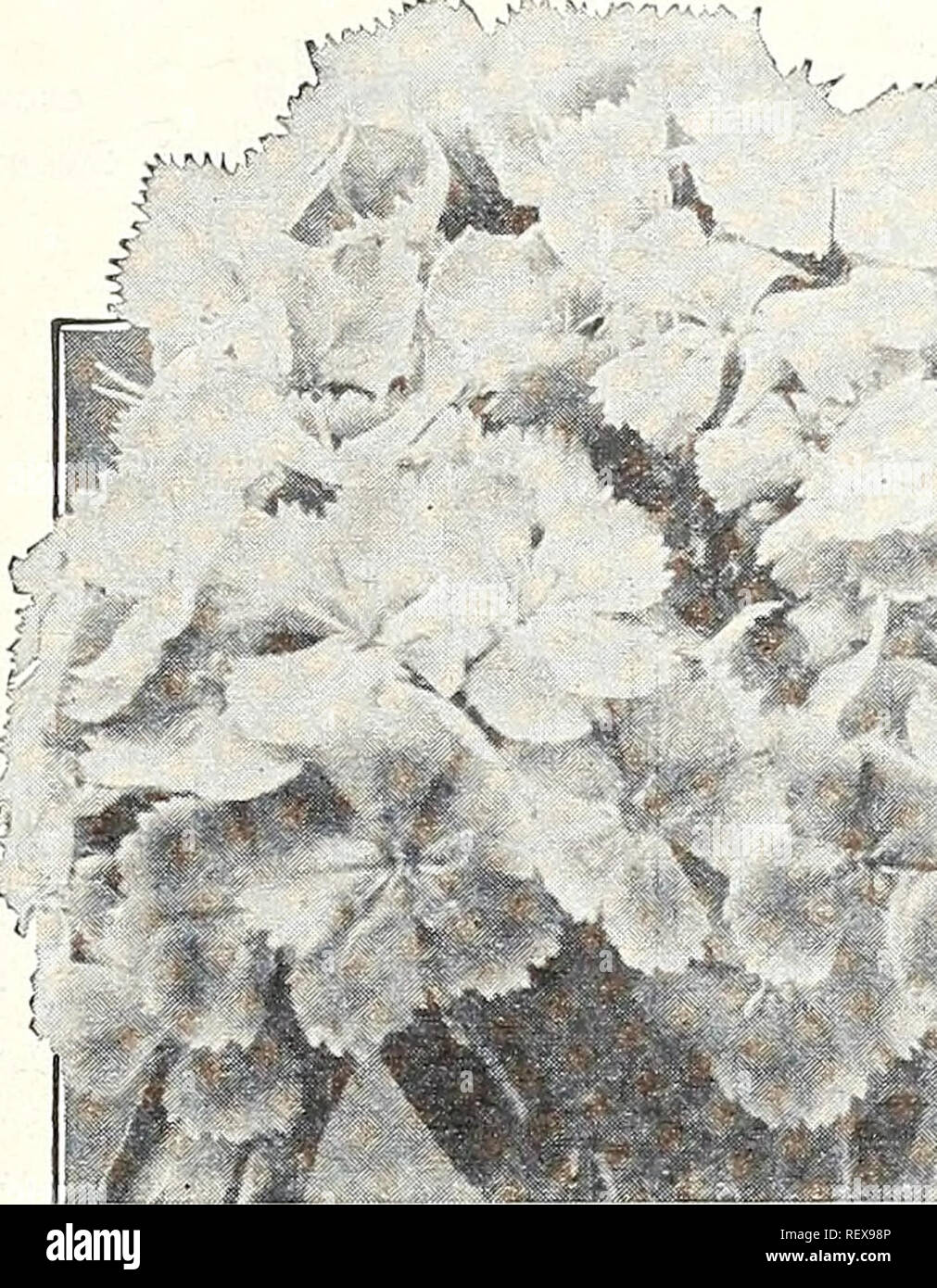 . Dreer der Großhandel Katalog für Floristen und Gärtner 1943 Winter