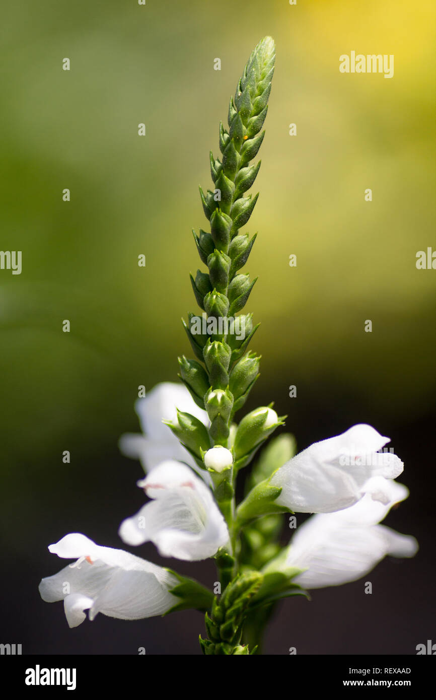 Weiße Gehorsam Blume mit grünem Hintergrund Stockfoto