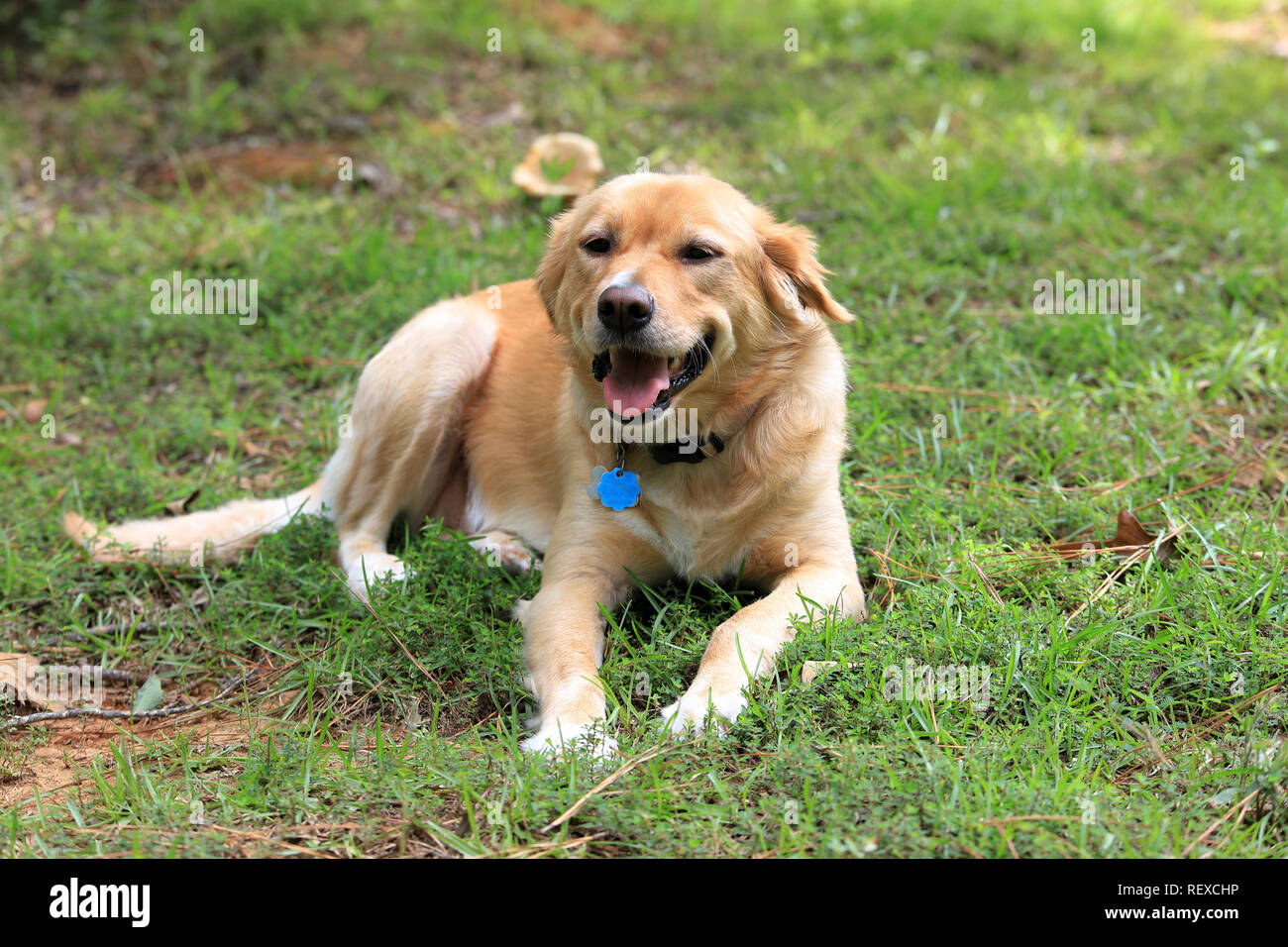 Retriever mix Hund entspannen im Hinterhof Stockfoto