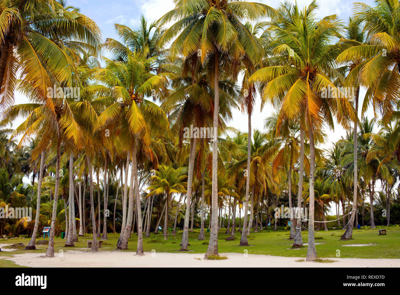 Palmen auf das kleine Inselchen von Johnny Cay. Die Insel San Andrés, Kolumbien. Okt 2018 Stockfoto