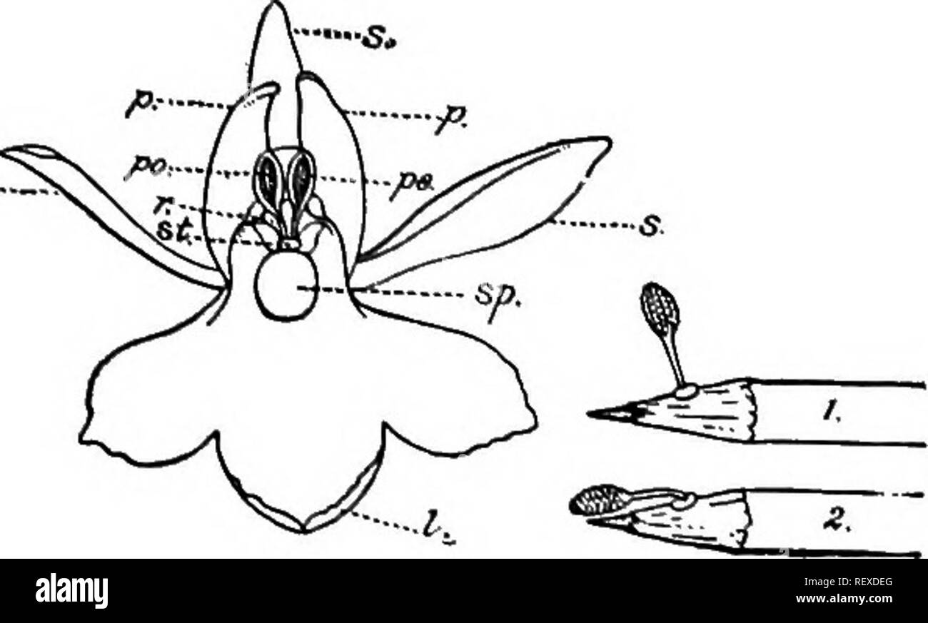 . Ein Handbuch der indischen Botanik. Botanik. ENTOMOPHILOUS BLUMEN 127. 6. Bke-Blumen. - Diese werden regelmäßig die Bestäubung durch Bienen und Wespen. Predomi zygomorphic Blumen - nate in dieser Klasse, und die vorherrschenden Farben sind rot, blau und violett. In den hoch spezialisierten Arten dieser Klasse wie die meisten Orchidacecs, nur wenige Arten von Biene kann Bestäubung Wirkung. Die Struk- tur der Blüten der Orchideen, in Kapitel XV beschrieben, zeigt deutlich, dass die pollinien möglicherweise nicht die Schande, die ohne Hilfe eines externen Agent zu erreichen. Der Agent ist eine lange-tongued Biene, die gorgeo angezogen Stockfoto