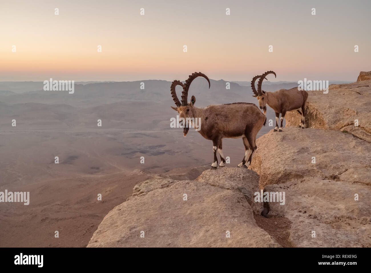 Zwei Steinböcke auf der Klippe am Ramon Krater in der Wüste Negev in Mitzpe Ramon, Israel Stockfoto