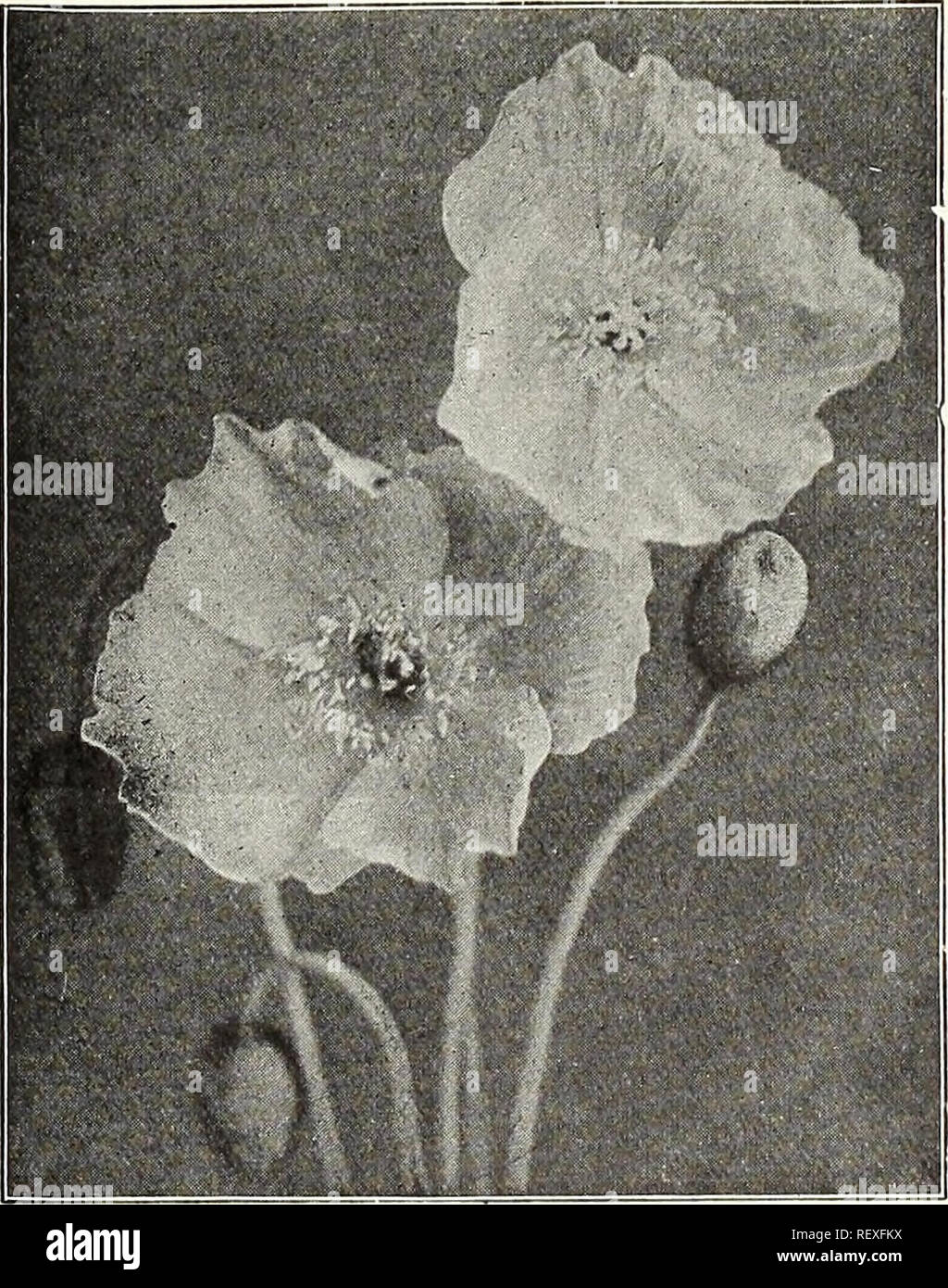ZTZHYZR 500 Eustoma Blumensamen - Gemischte Farben, Winterhart & Mehrjährig