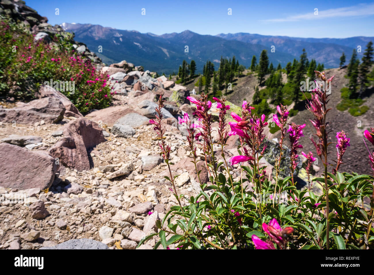 Mountain pride (Penstemon newberryi) Wildblumen wachsen auf der Seite des einen Wanderweg, Siskiyou County, Nordkalifornien Stockfoto