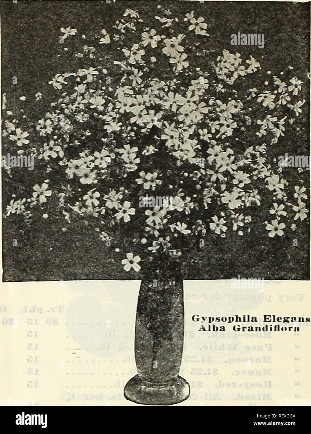 . Dreer der Großhandel Preisliste: Glühlampen für Floristen Pflanzen für Floristen Blumen Samen für Floristen. Die Glühbirnen (Pflanzen) Kataloge; Blumen Samen Samen Kataloge Kataloge; Gemüse; Baumschulen (Gartenbau) Kataloge; Gartengeräte und Zubehör Kataloge. Dracaena Indivlsa (auf Seite 45) Angeboten (Grevillea robusta siik Eiche). Ein hoch Blattwerk Pflanze, in vielerlei Hinsicht nützlich und leicht Tr.pkt. Oz. Und schnell aus Samen 0 $ 20 $ 0 75 angehoben. Gypsophila Elegans Alba Ciranditliirn Farn Sporen Sporen wir unserer eigenen Speichern der folgenden herrlichen Sorten nachweisen können. Adlantnin Caneatmn Pterls Ser Stockfoto