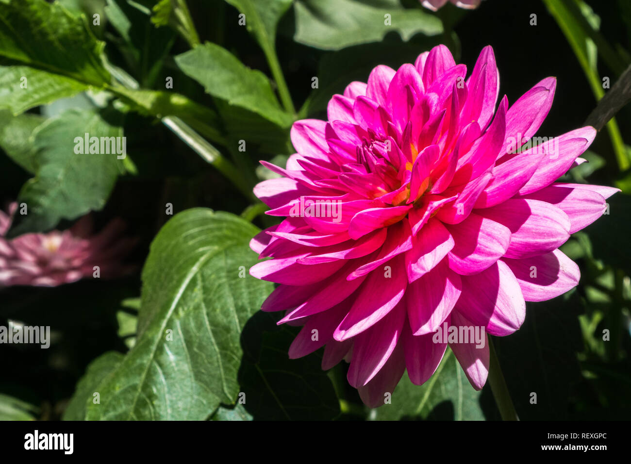 In der Nähe von Rosa gefiedert Dahlie (Dahlia Pinnata) Blüte; grüne Blätter im Hintergrund sichtbar Stockfoto
