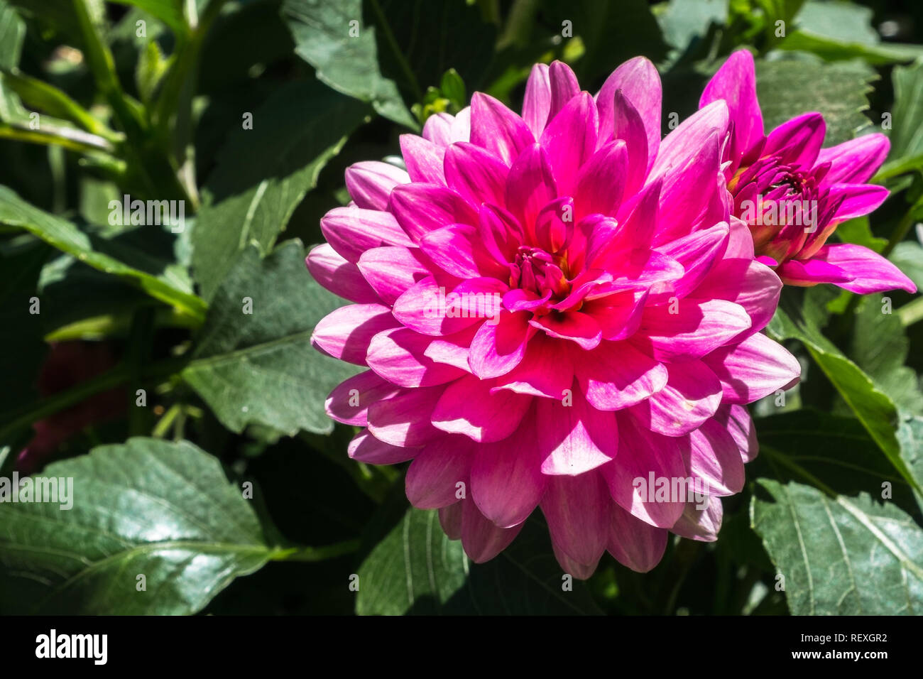 In der Nähe von Rosa gefiedert Dahlie (Dahlia Pinnata) Blüte; grüne Blätter im Hintergrund sichtbar Stockfoto