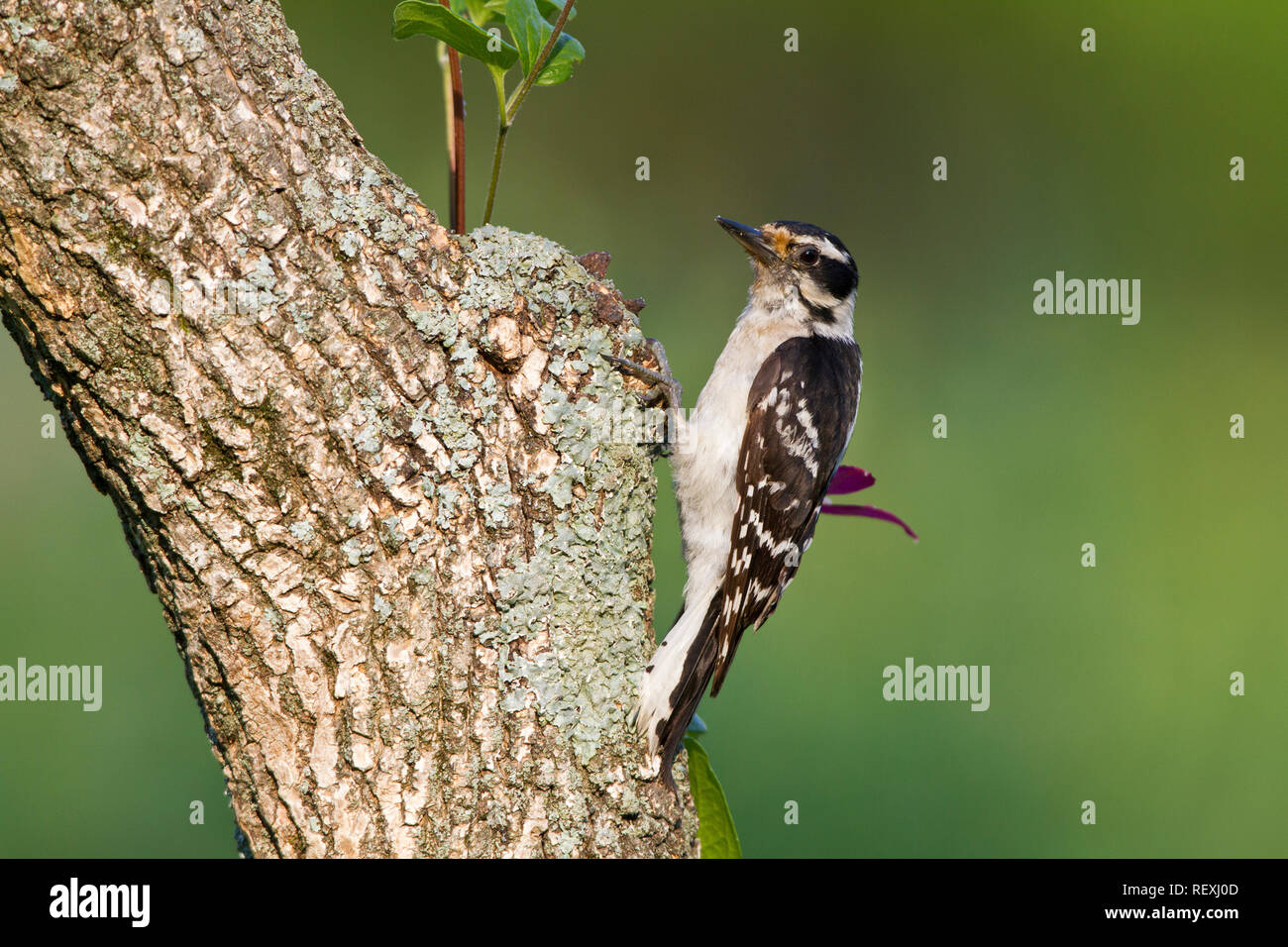 01206-03417 Downy Woodpecker (Picoides pubescens) Männchen auf dem Baumstumpf in der Nähe von Blumen Garten Marion Co., IL Stockfoto