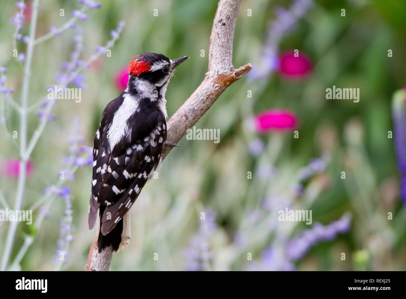 01206-03420 Downy Woodpecker (Picoides pubescens) männlich in der Nähe von Blumen Garten Marion Co., IL Stockfoto