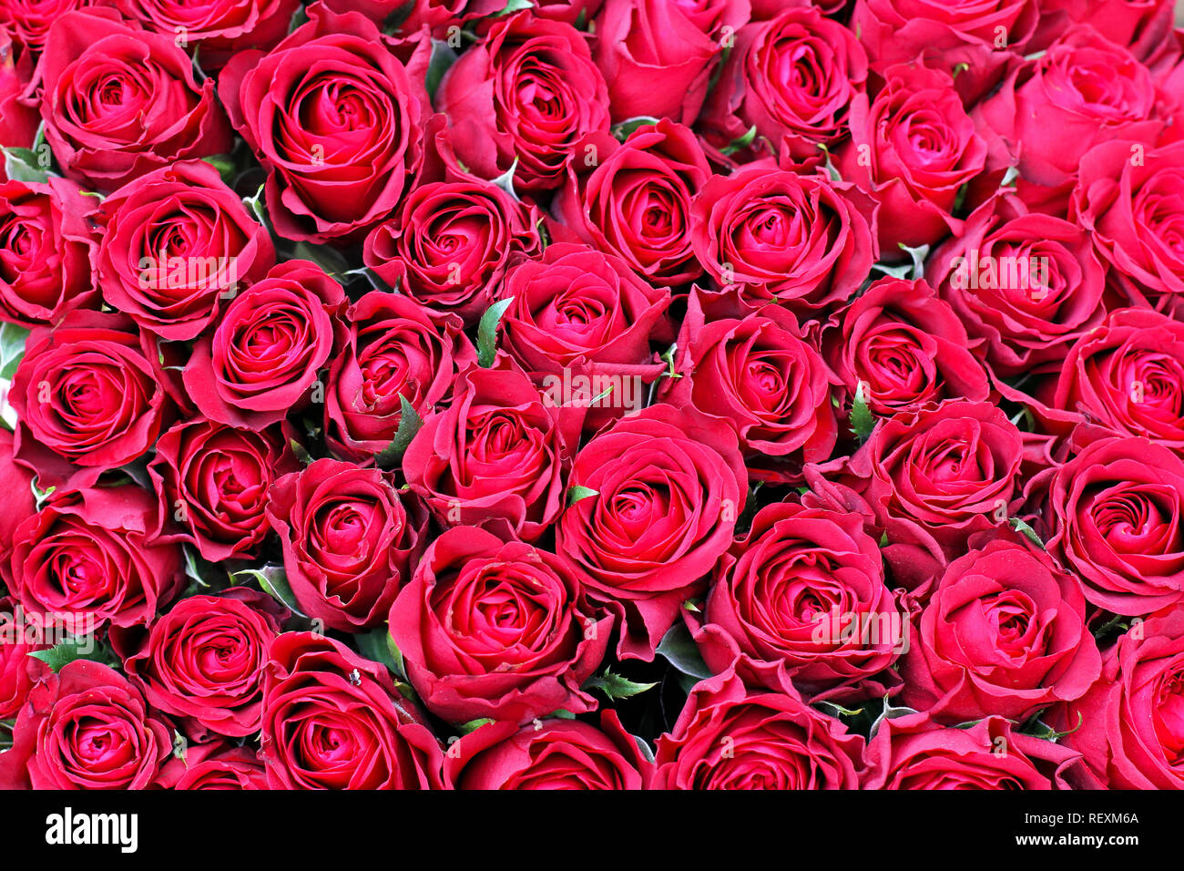 Grosser Strauss Roter Rosen Fur Hintergrund Stockfotografie Alamy