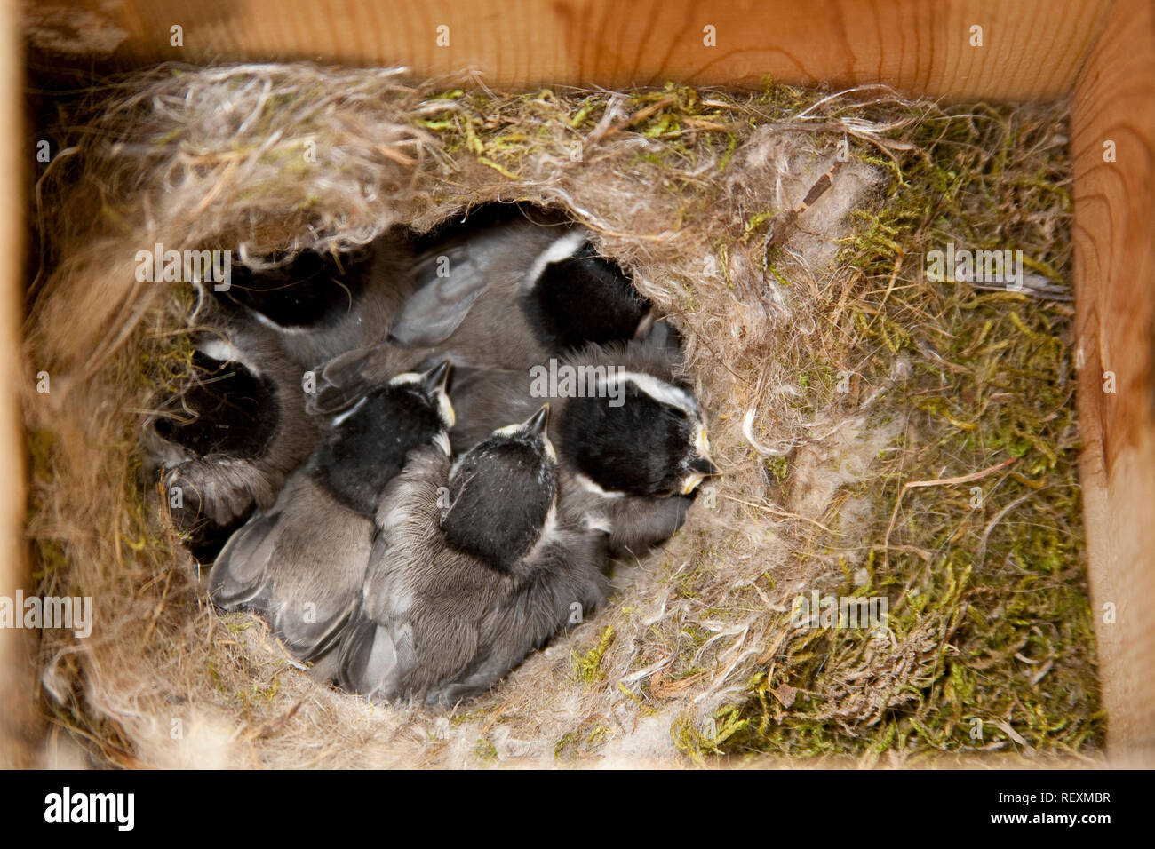 01299-03211 Carolina Chickadee (Poecile carolinensis) 6 Jungen im Nest, Marion Co., IL Stockfoto